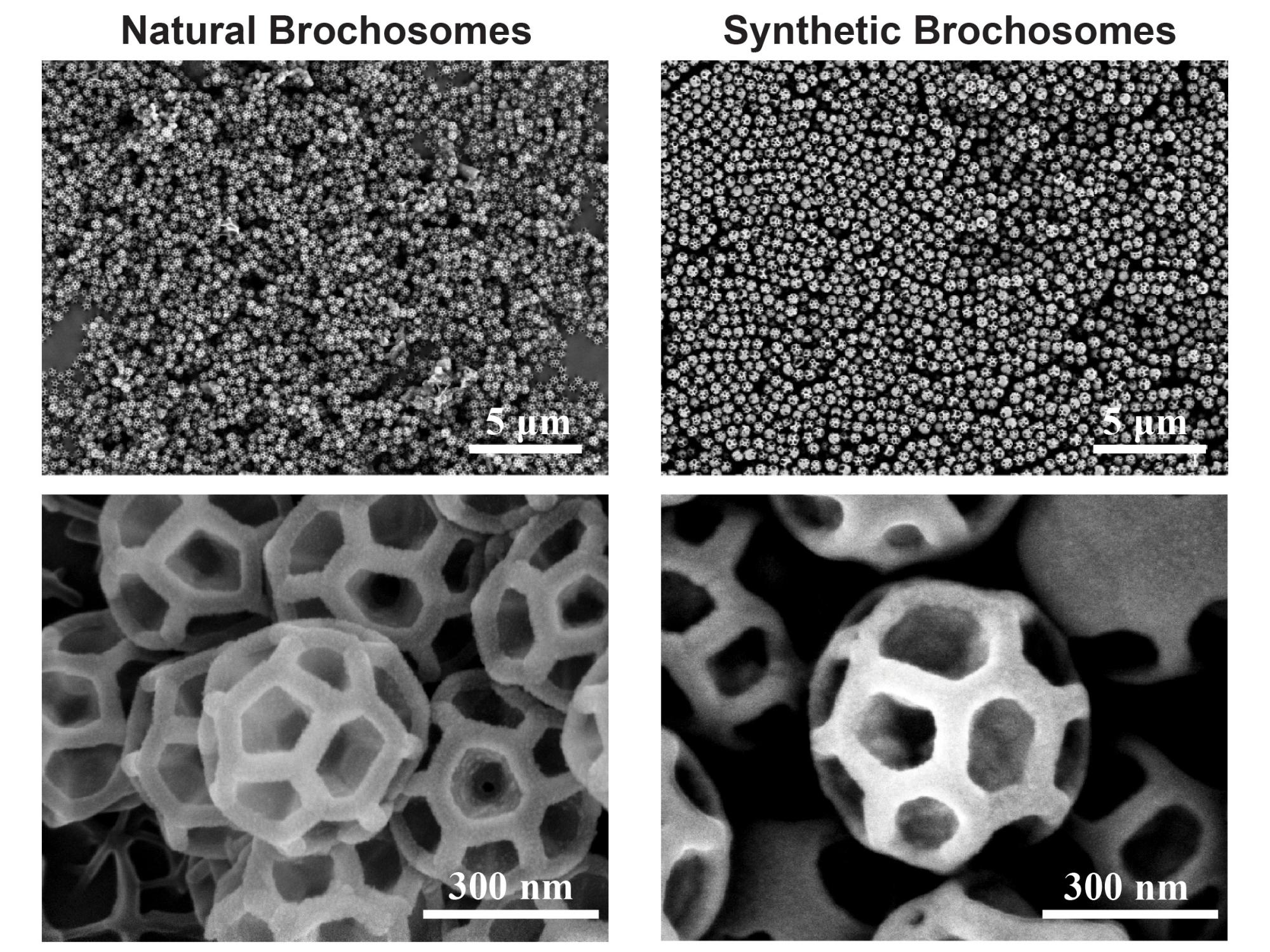 2x2 grid of black and white microscopic images