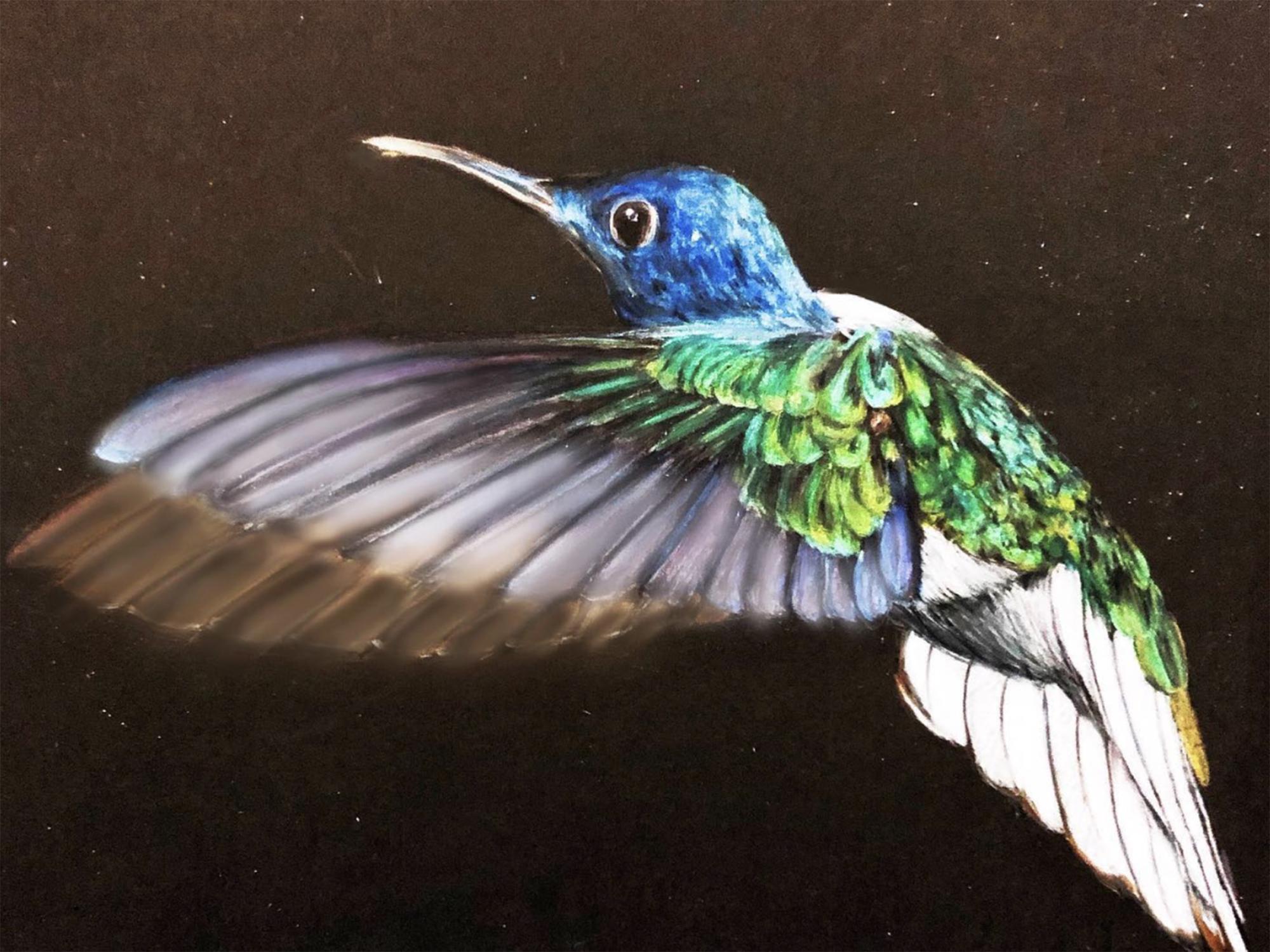 drawing of hummingbird