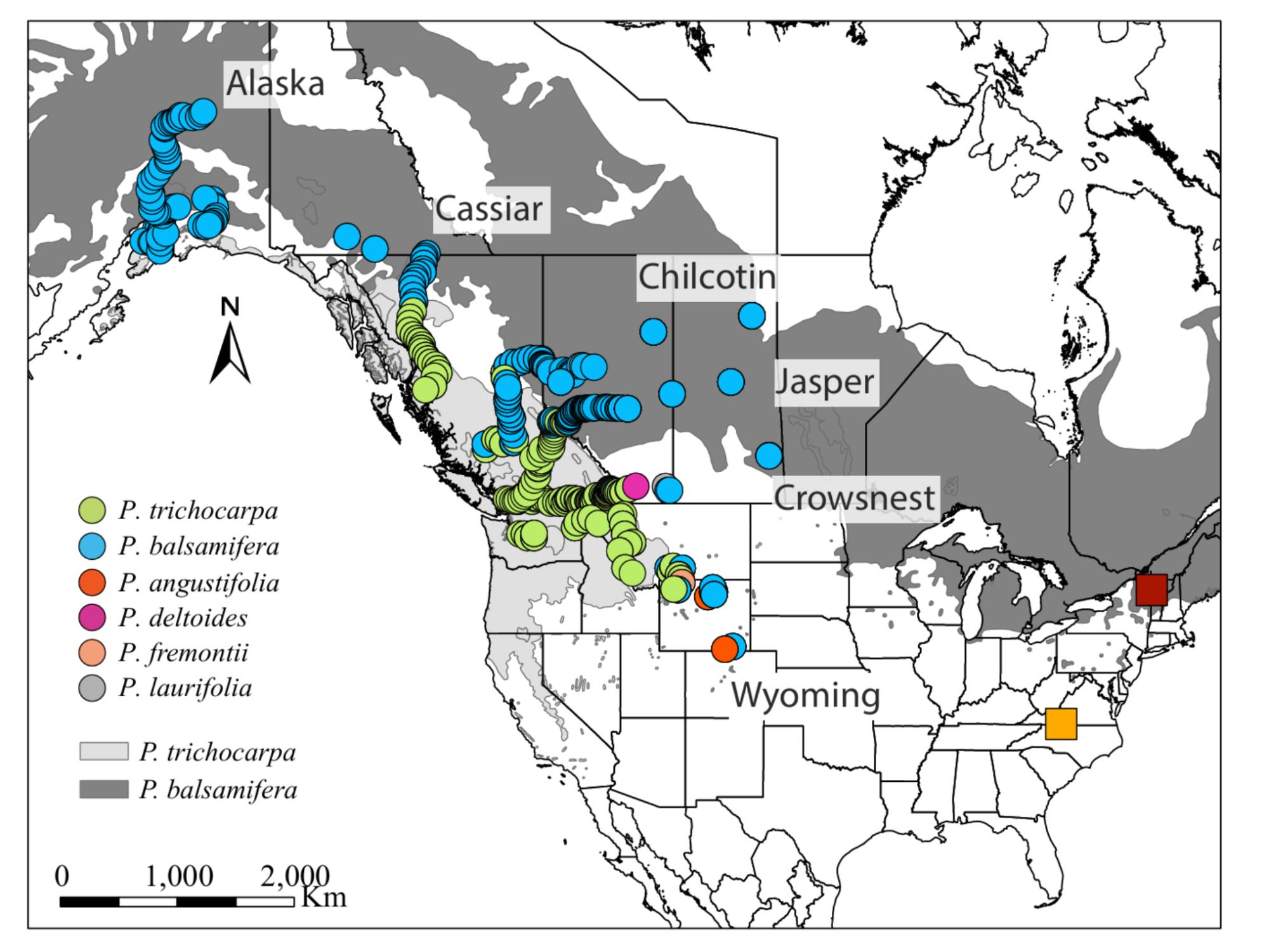 遺伝子チームワークが気候変動に強い植物の秘密を解明(Genetic teamwork may be the secret to climate-resilient plants, researchers find)