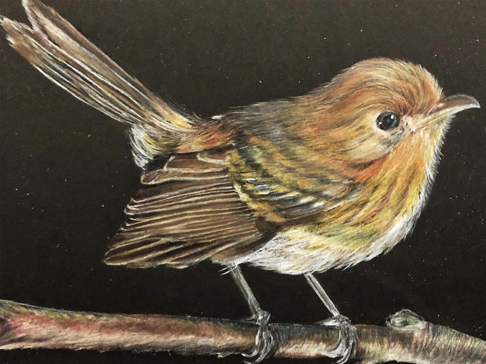 O’ahu ‘elepaio bird