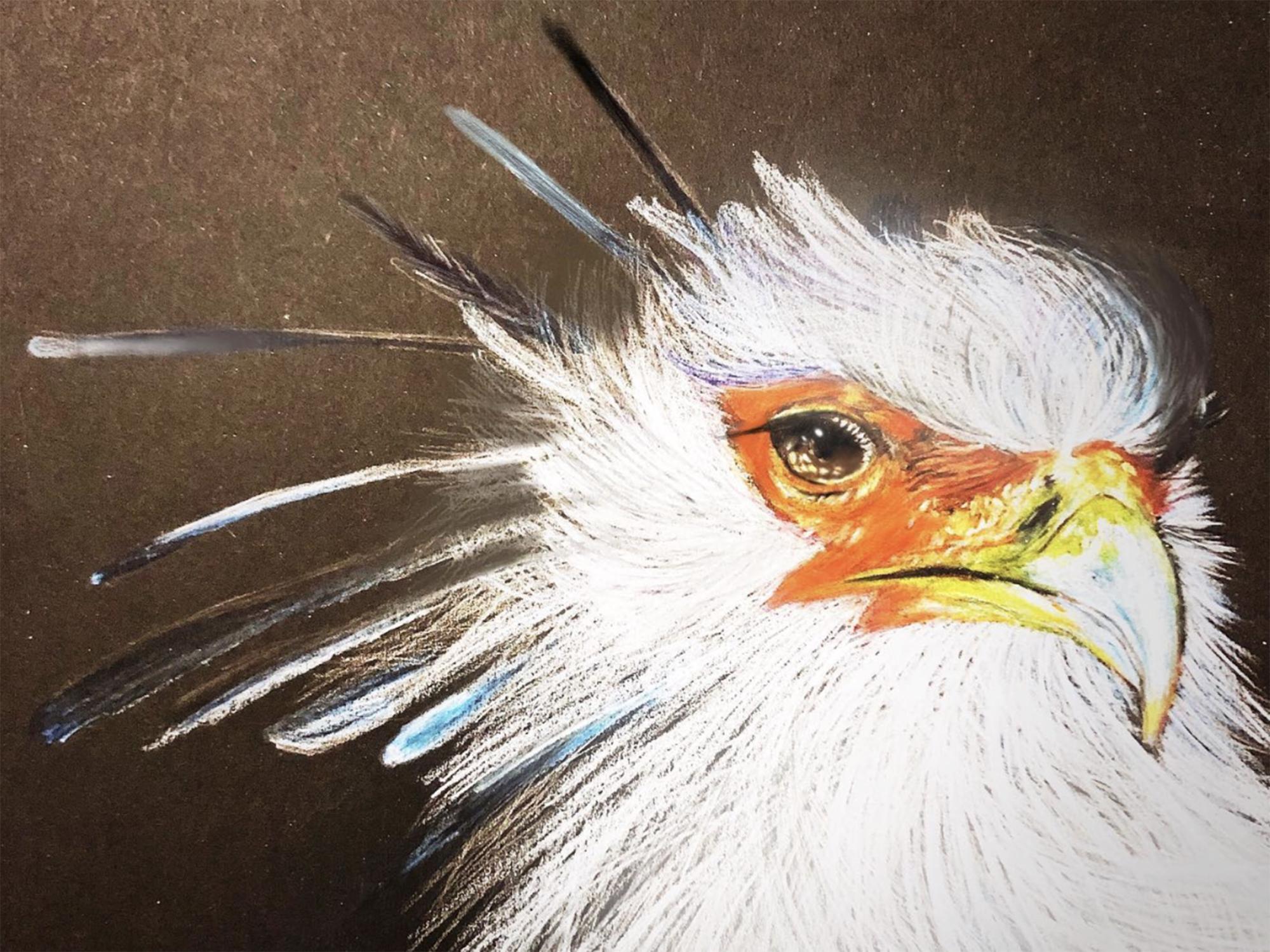  illustration of a secretary bird