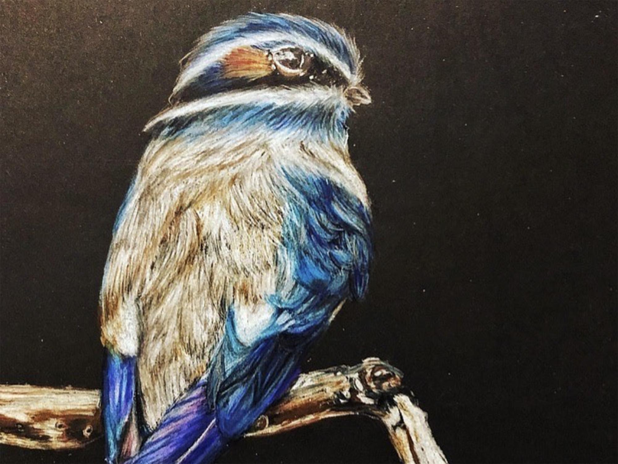  drawing of whiskered treeswift bird 