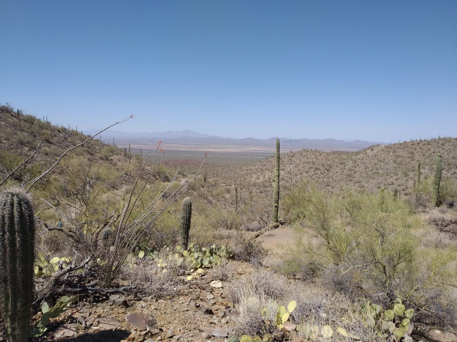 cactus in foreground