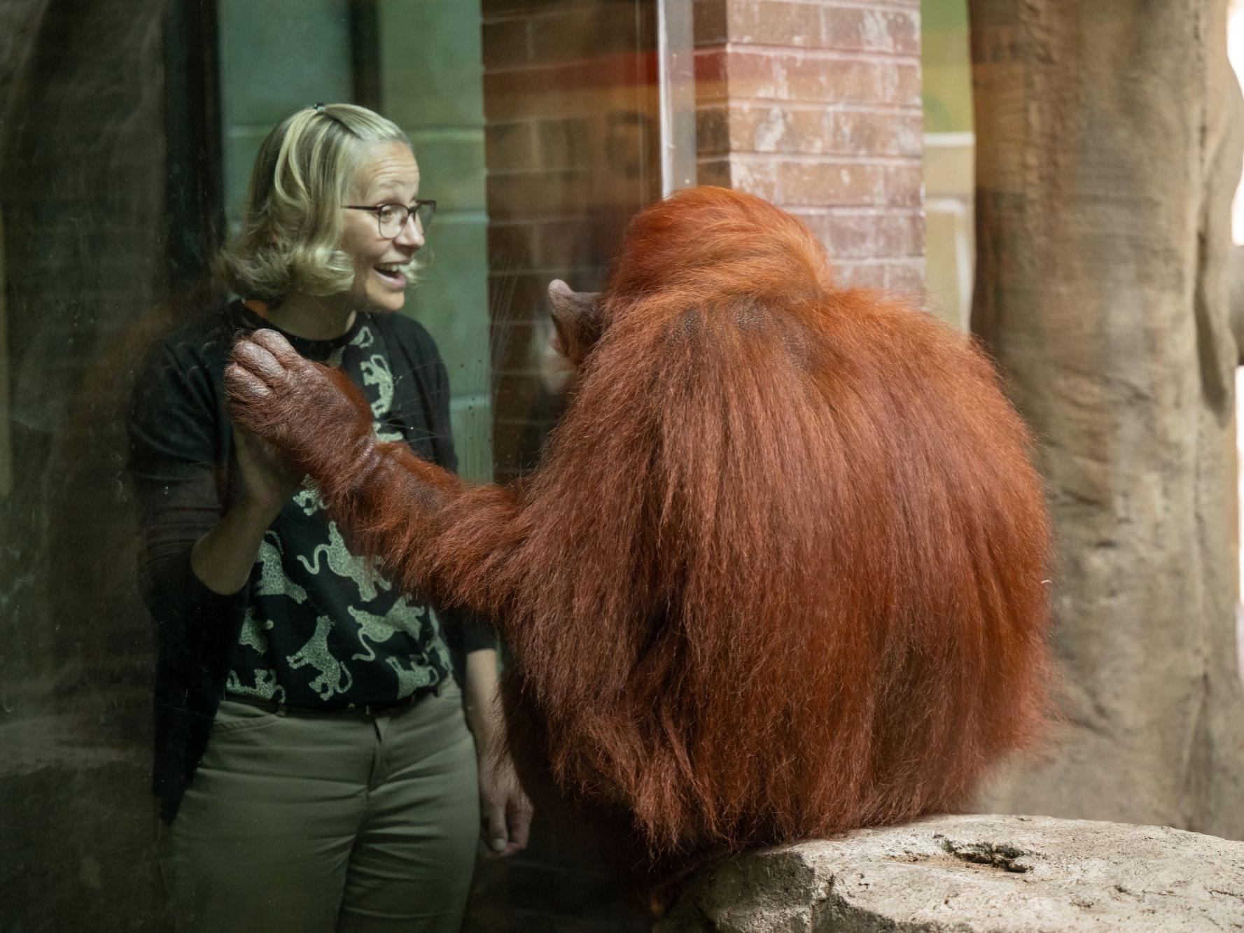 Penn State Behrend alumnus Melissa "Roo" Kojancie interacts with an orangutan at the Erie Zoo, where she is the new president and CEO.