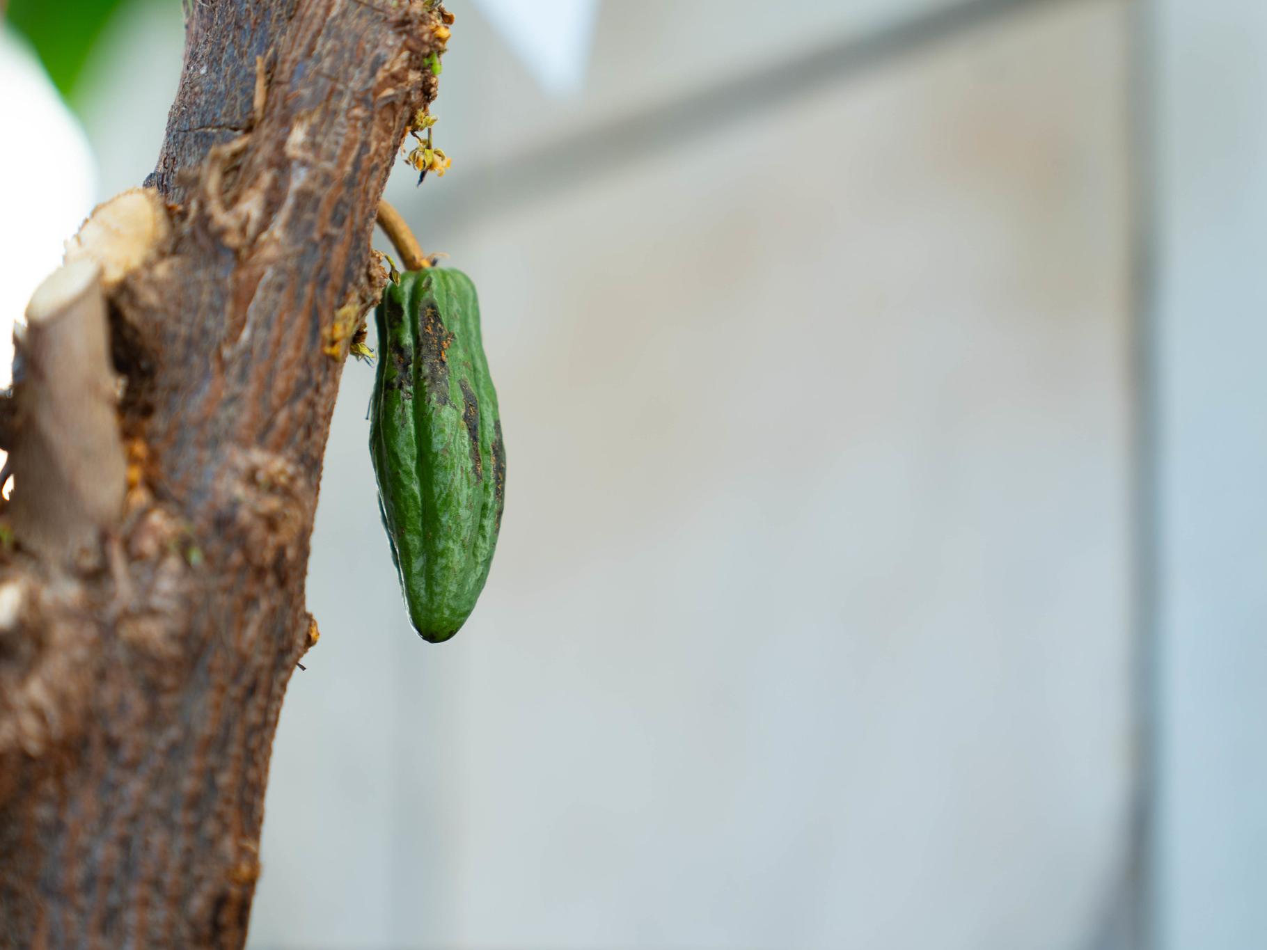 A pod on a cacao tree