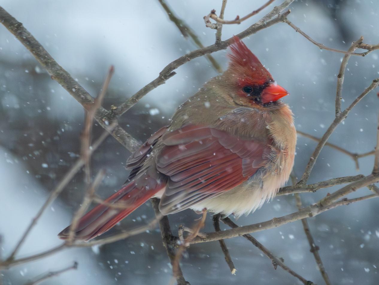 A female cardinal sits on a bare tree limb in the snow