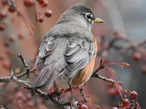 A side view of an American robin sitting on a crabapple branch