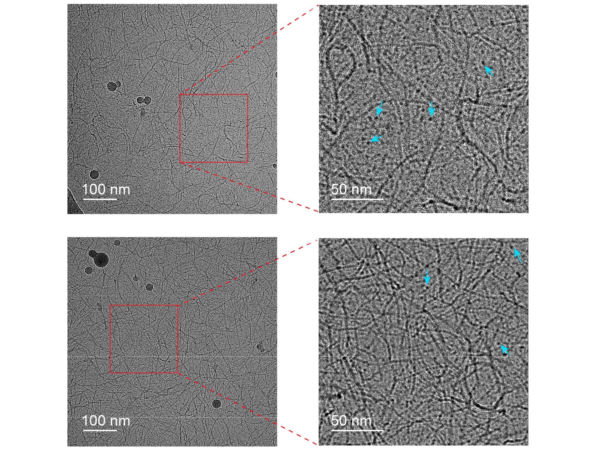 微細なウィスカー状繊維により導電性を示す伸縮性プラスチックを開発(Stretchy plastics conduct electricity via tiny, whisker-like fibers) 微細なウィスカー状繊維により導電性を示す伸縮性プラスチックを開発(Stretchy plastics conduct electricity via tiny, whisker-like fibers)
