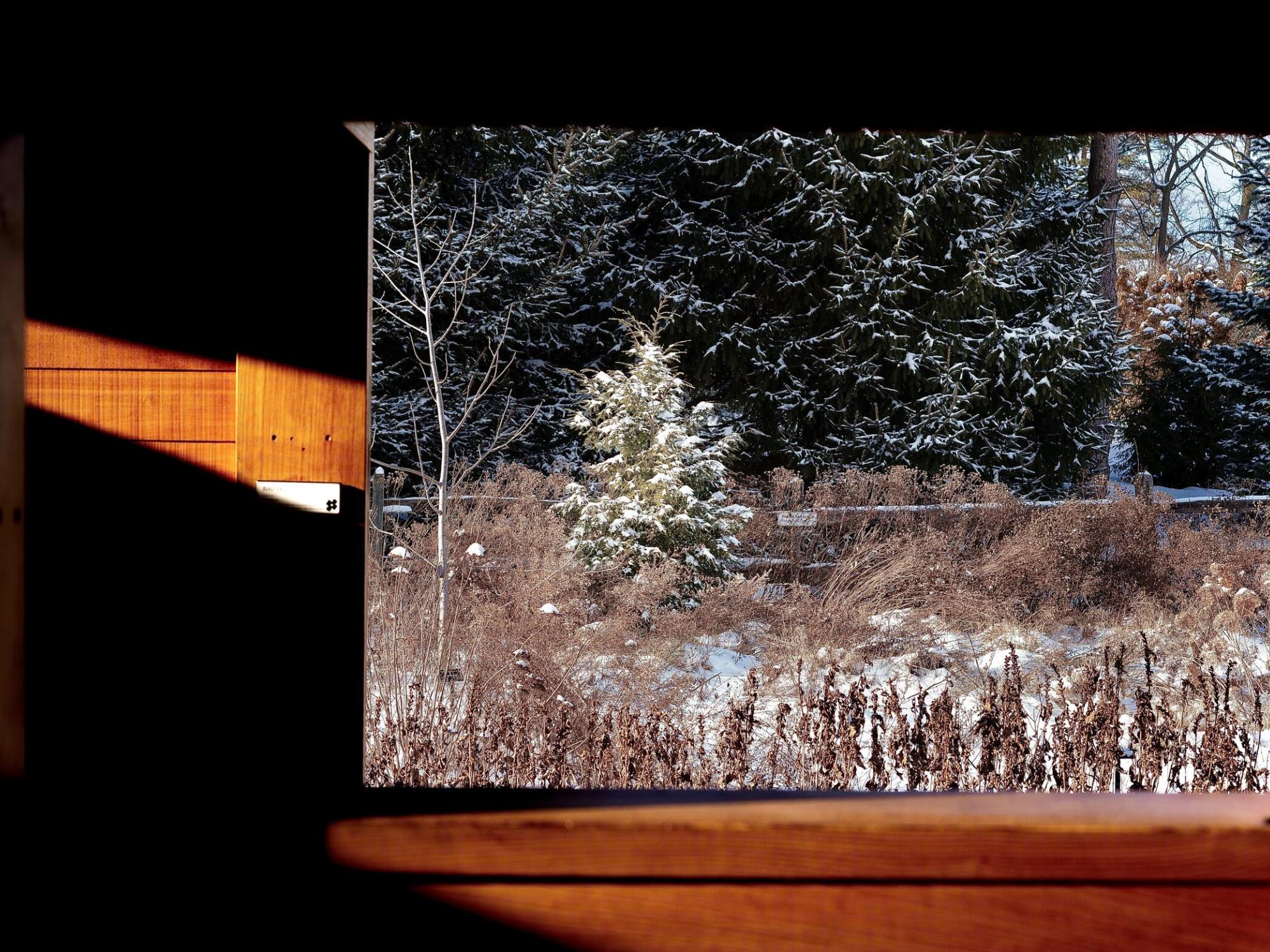 A picture of a tree taken from inside a building window