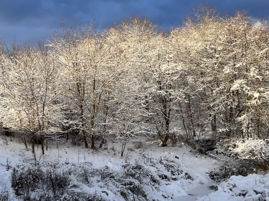 A wide shot of snow covered trees