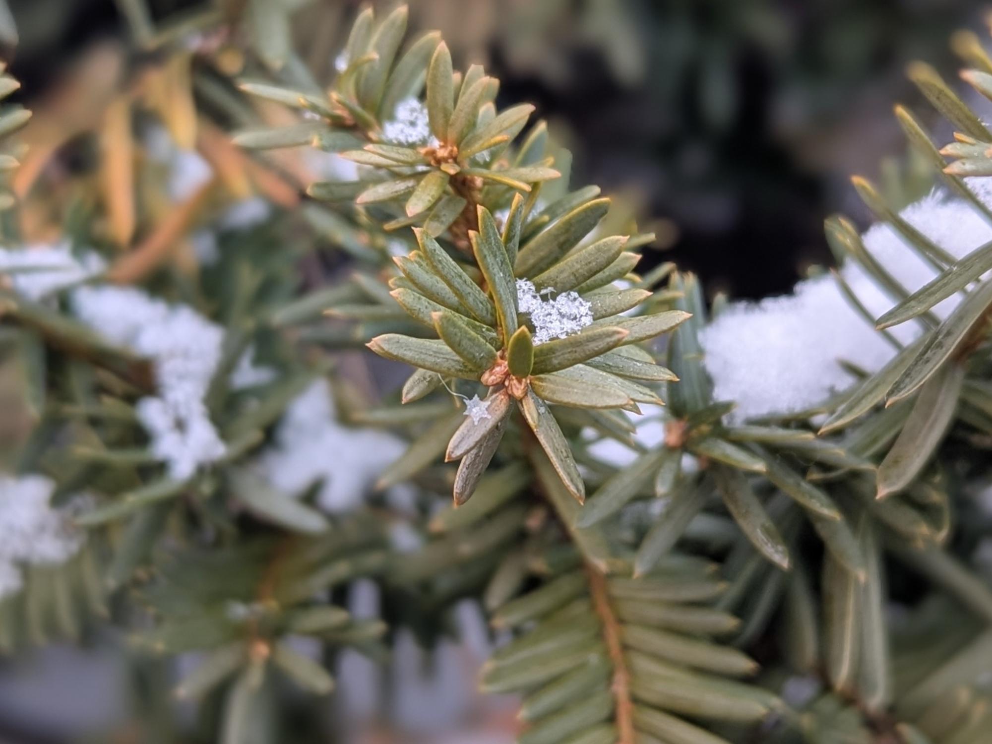 A closeup of a pine branch with detailed snowflakes on it