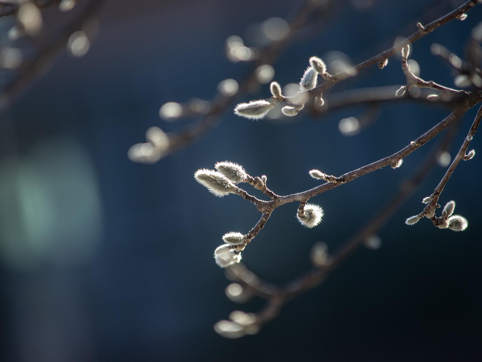 A closeup of a catkins branch in winter