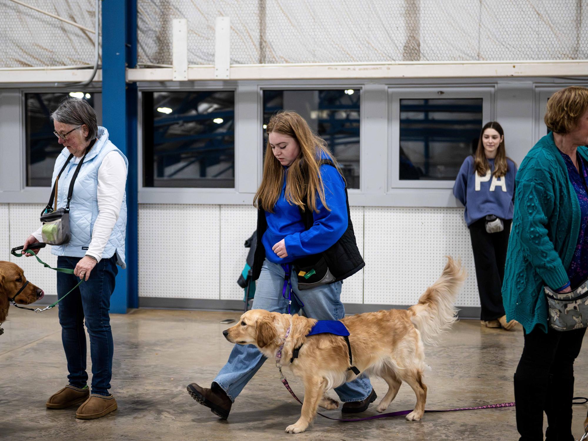 A golden retriever wearing a purple training vest walks beside other handlers and guide dogs nearby.