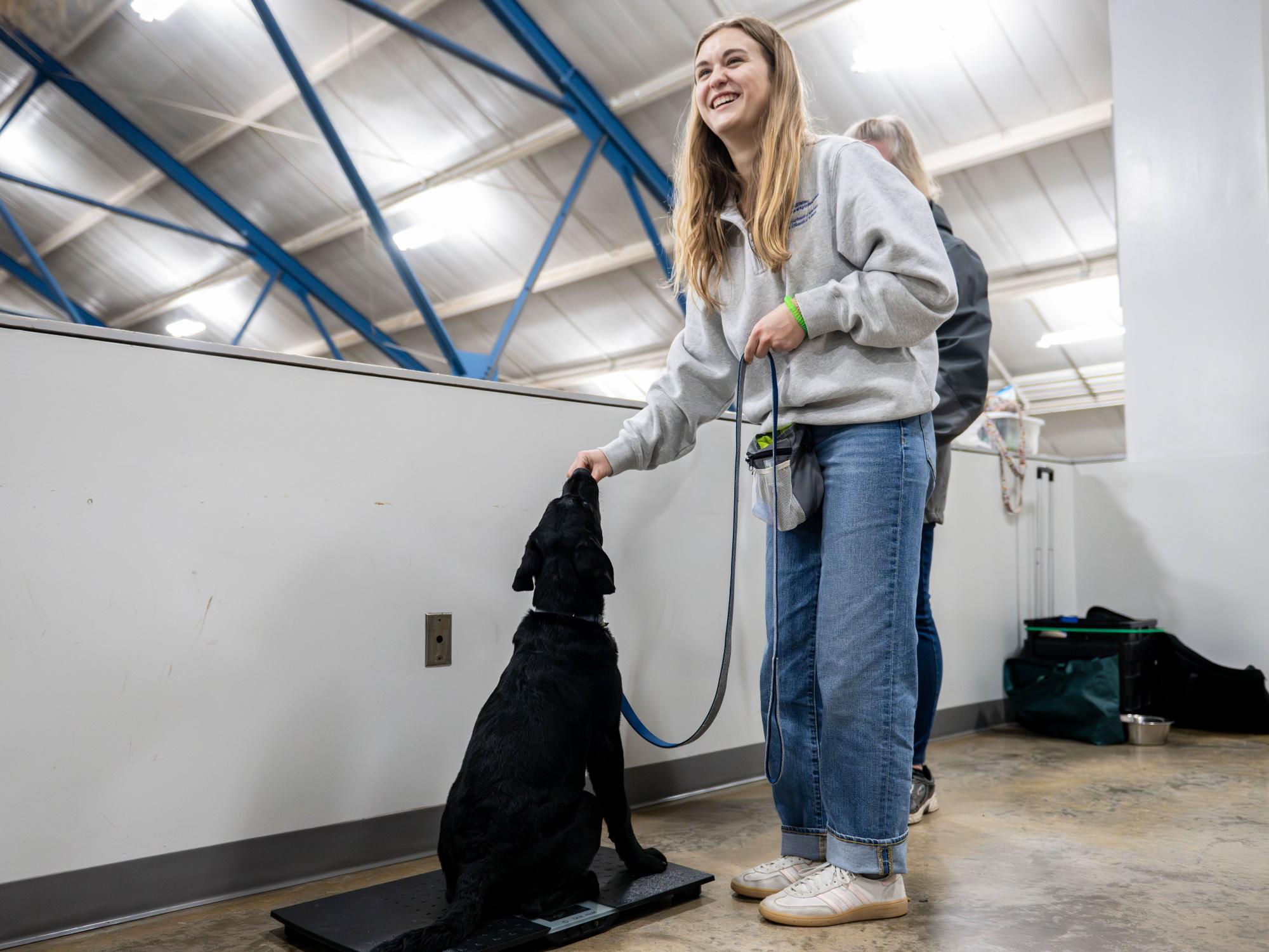 A student trainer smiles while rewarding a black Labrador retriever sitting on a platform scale during a service dog training session.