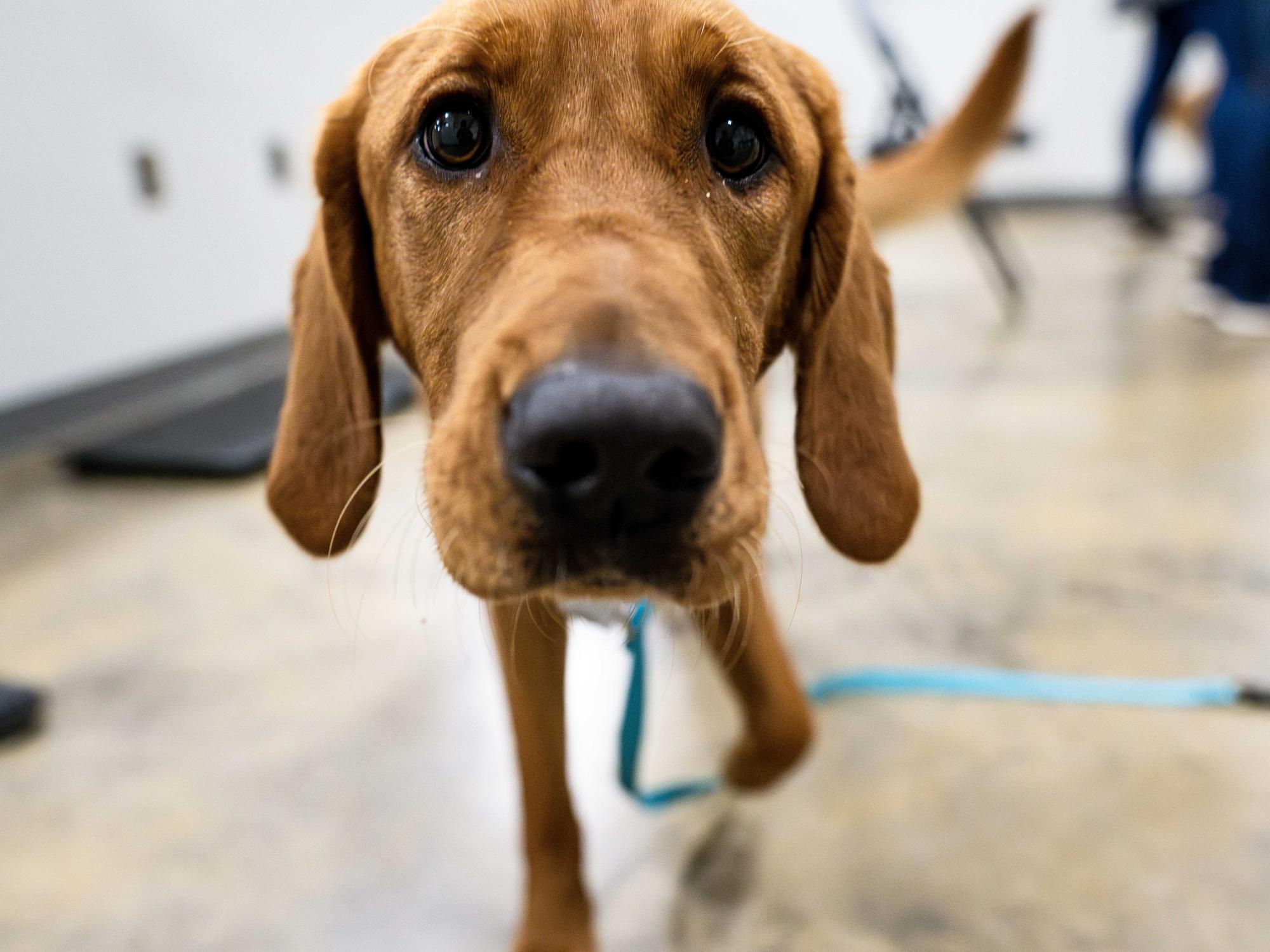 A brown dog face comes really close to the camera