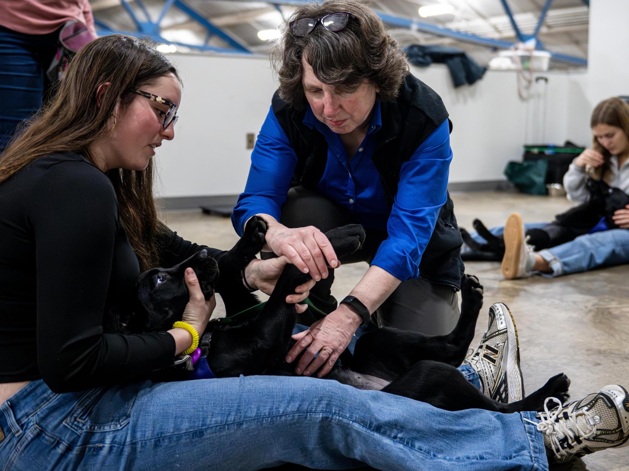 Trainer demonstrates handling techniques on a black dog during a dog training class.