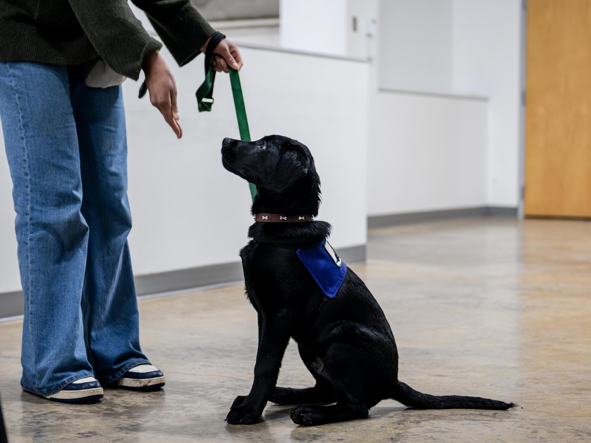 A black Labrador retriever puppy sits on the floor wearing a purple training vest and looks up attentively.