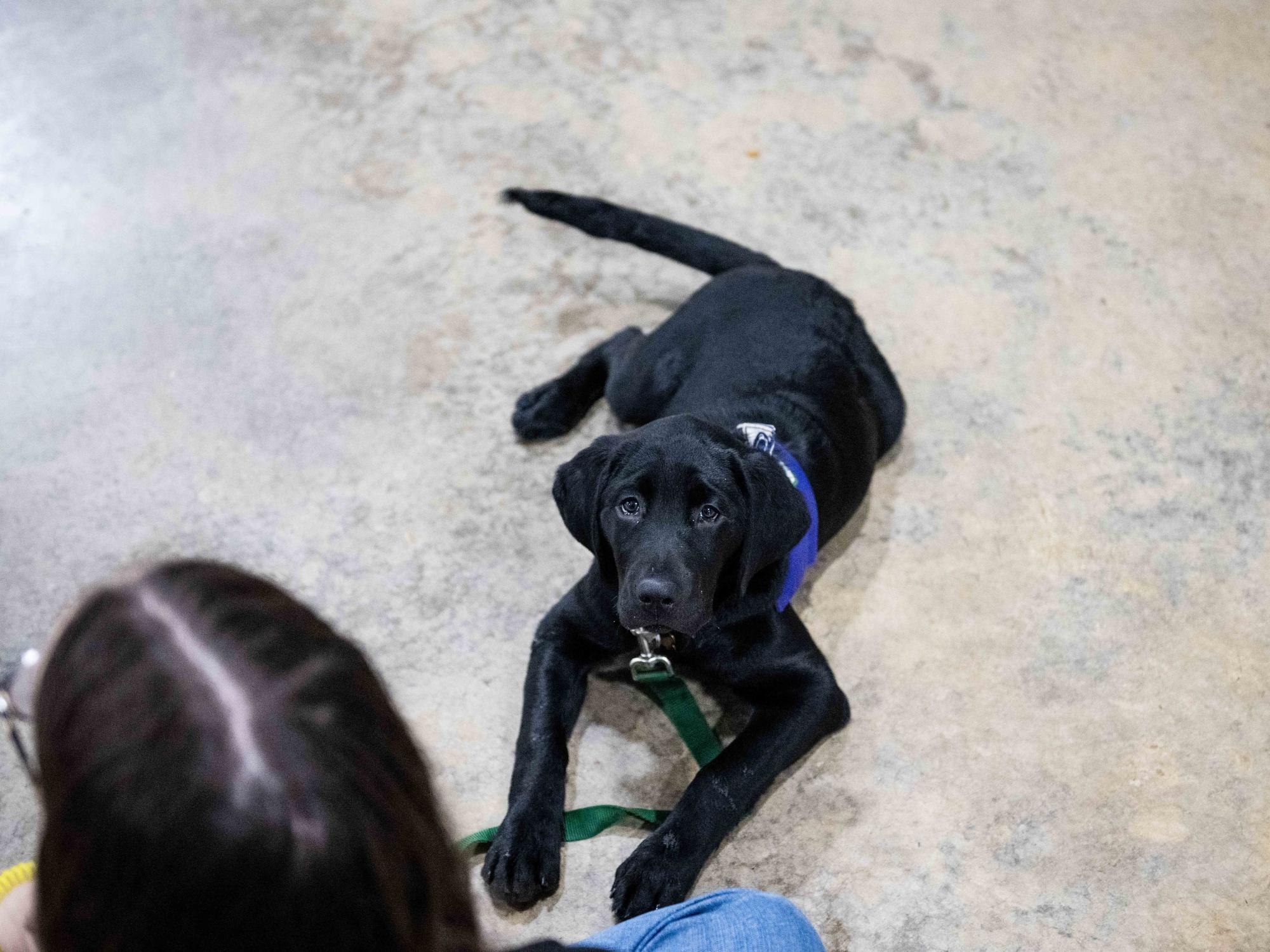 A black Labrador retriever puppy wearing a purple training vest lies on the floor and looks up attentively at a seated handler during a service dog training session.
