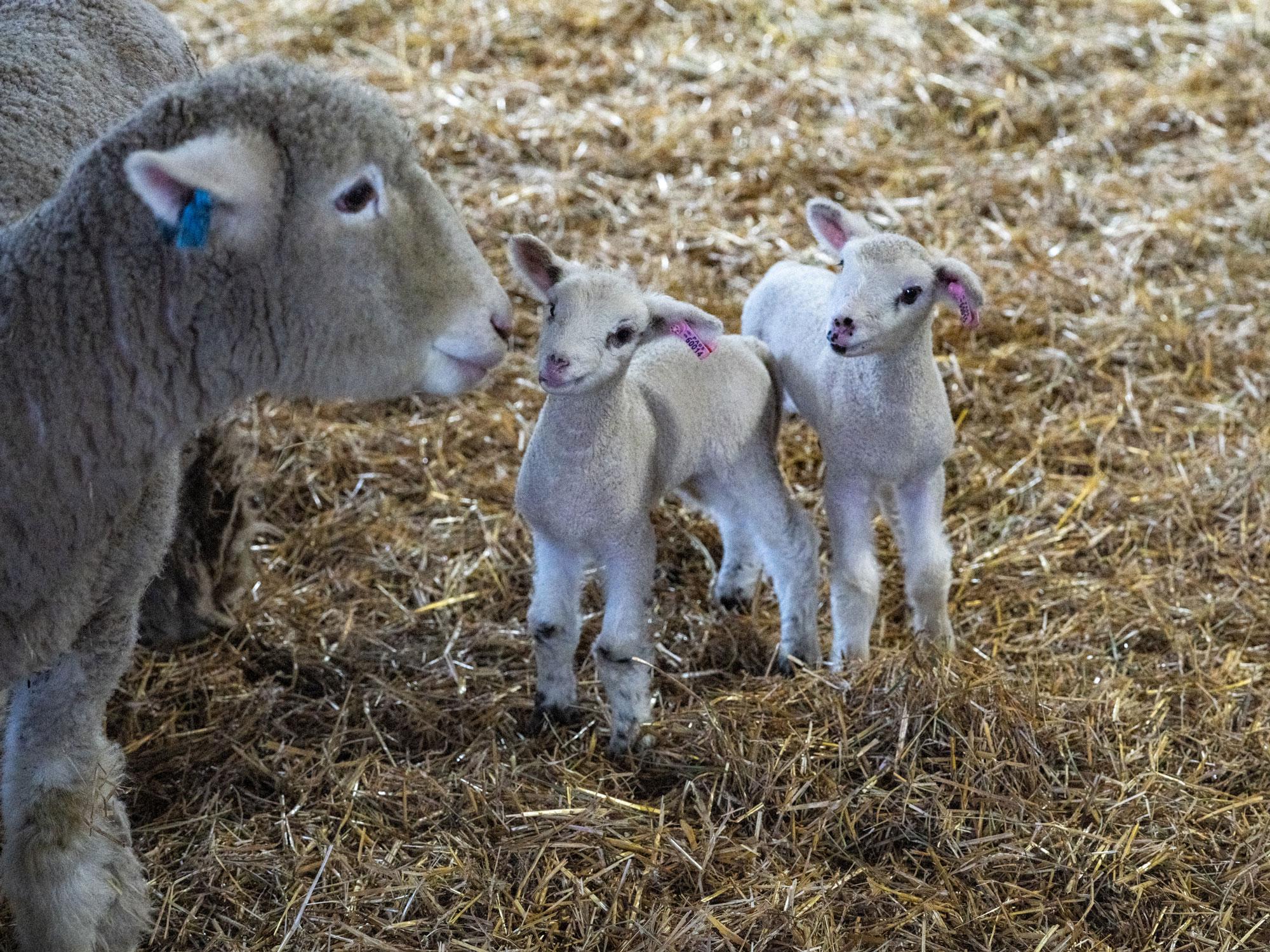 A sheep checks on two small lambs