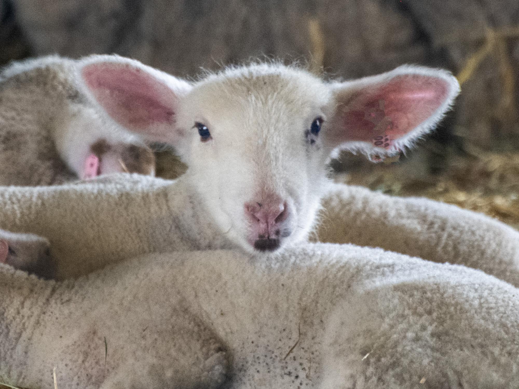 A lamb looks at the camera over the backs of other lambs