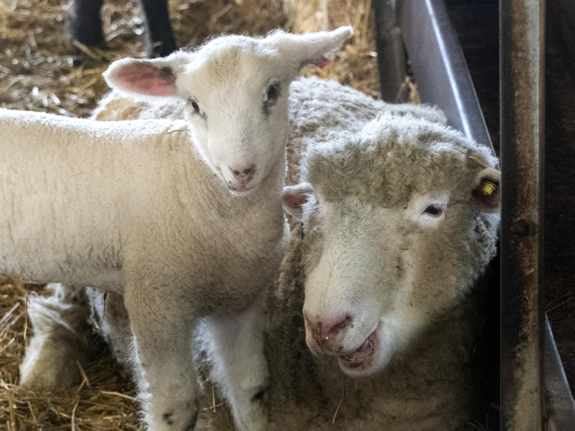 A lamb stands beside its resting mother