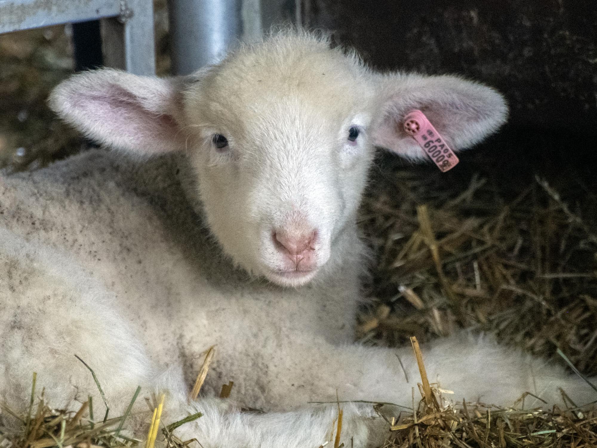 A lamb lies down in the hay