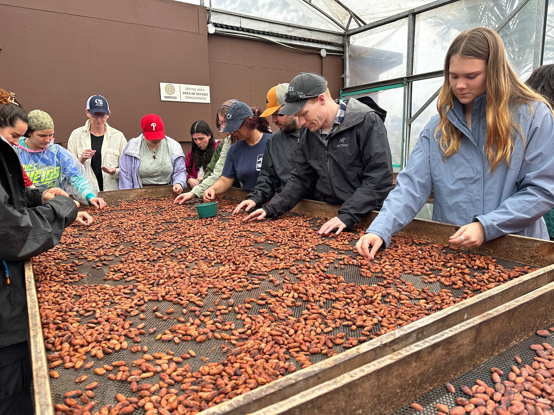 Students sorting cocoa beans in Costa Rica