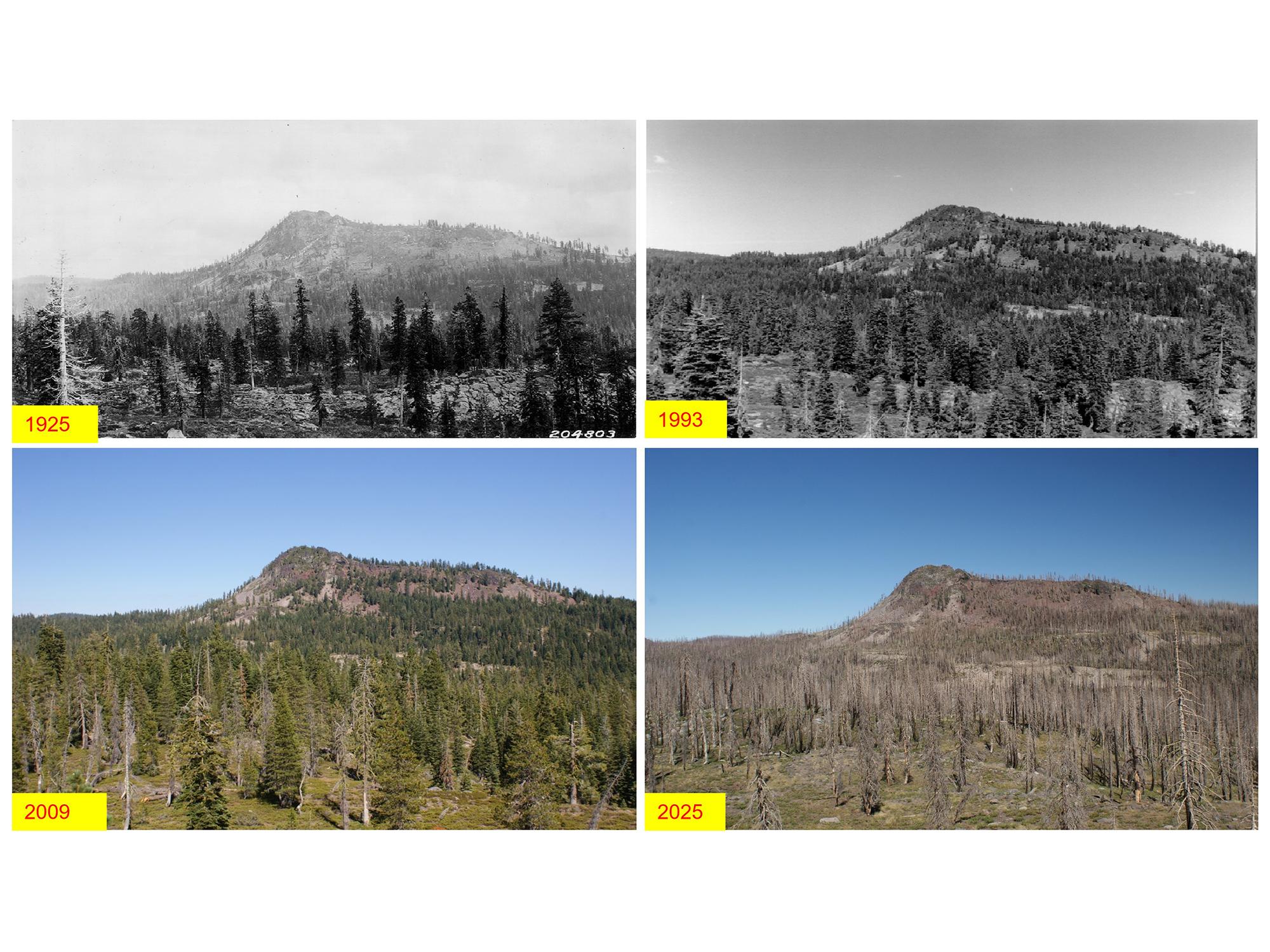 カリフォルニア巨大山火事後の森林回復力を確認（Forest exhibits resilience after California mega fire）