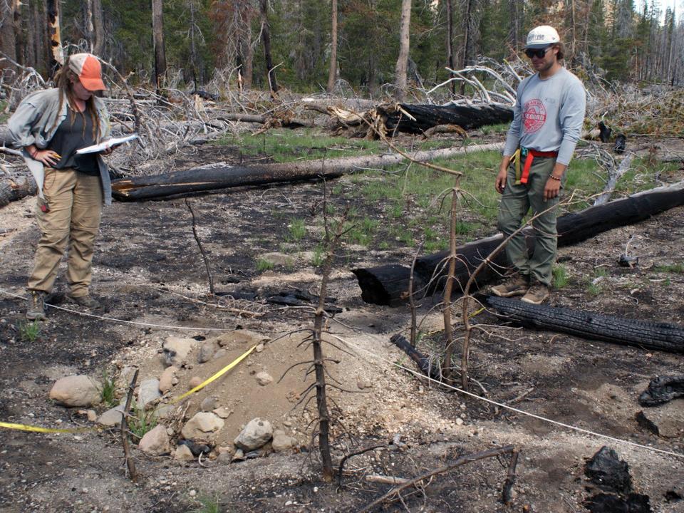 Researchers look over sample plots in a forest
