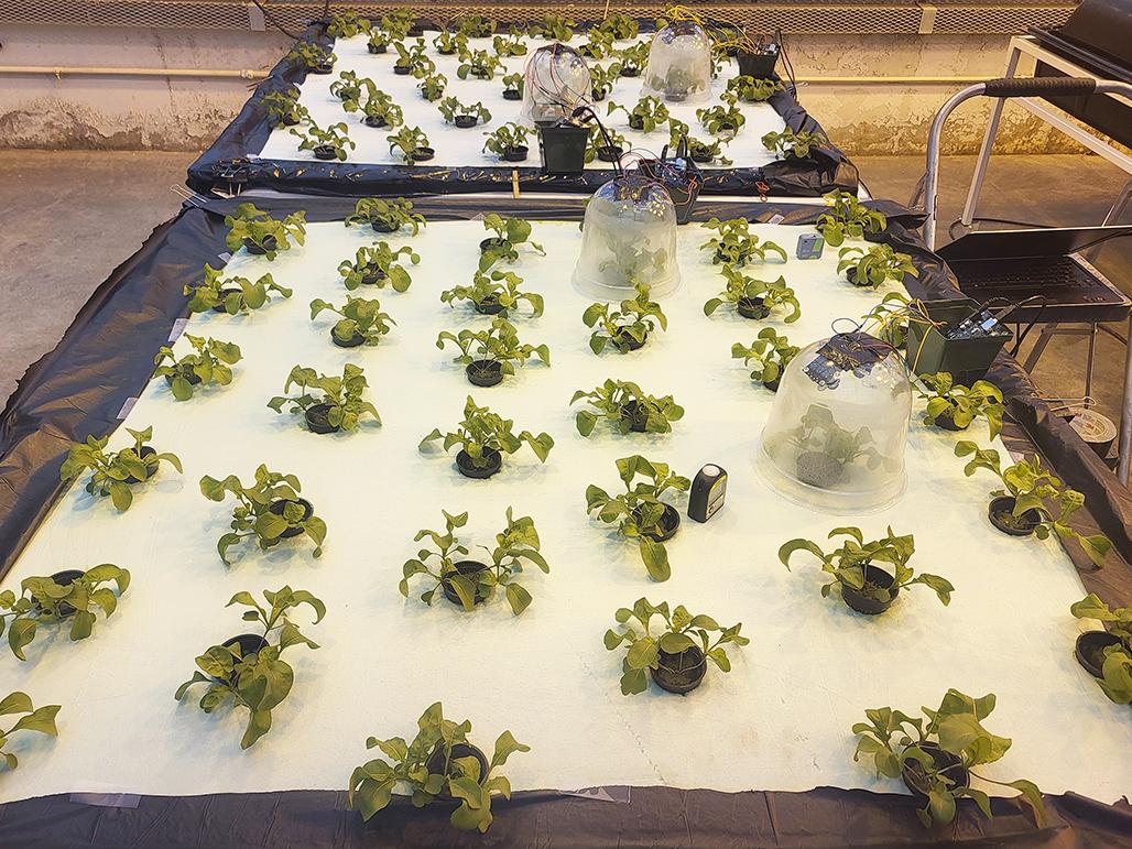 hydroponically grown