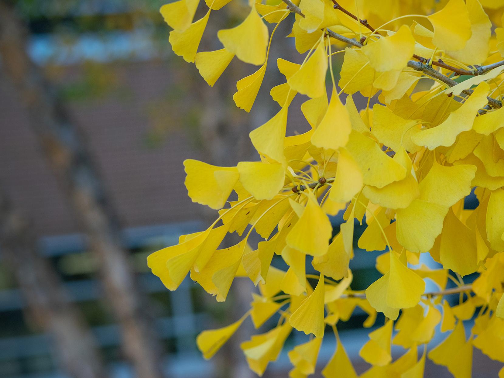Yellow leaves on a ginkgo tree