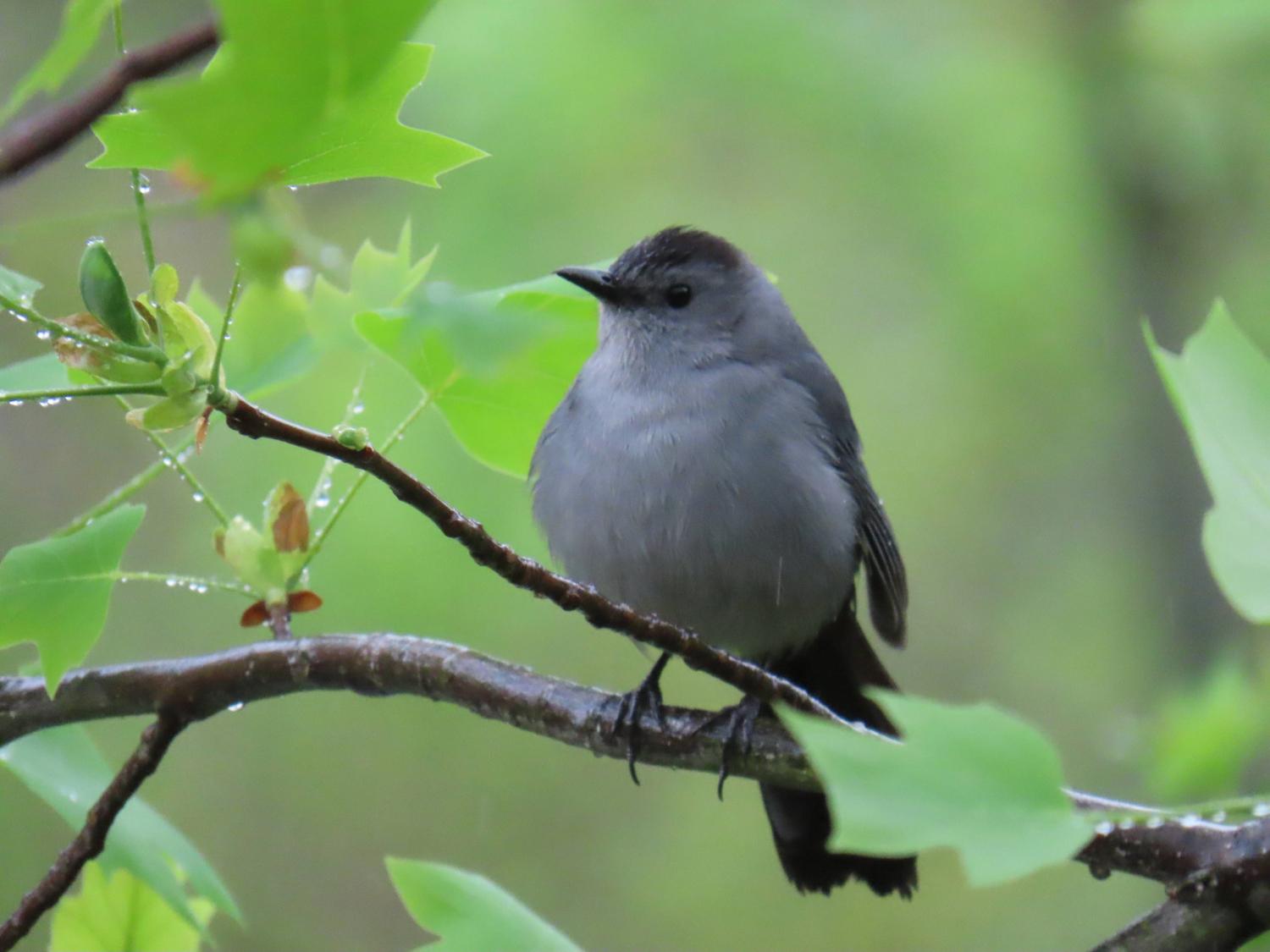 Gray catbird sitting in a tree