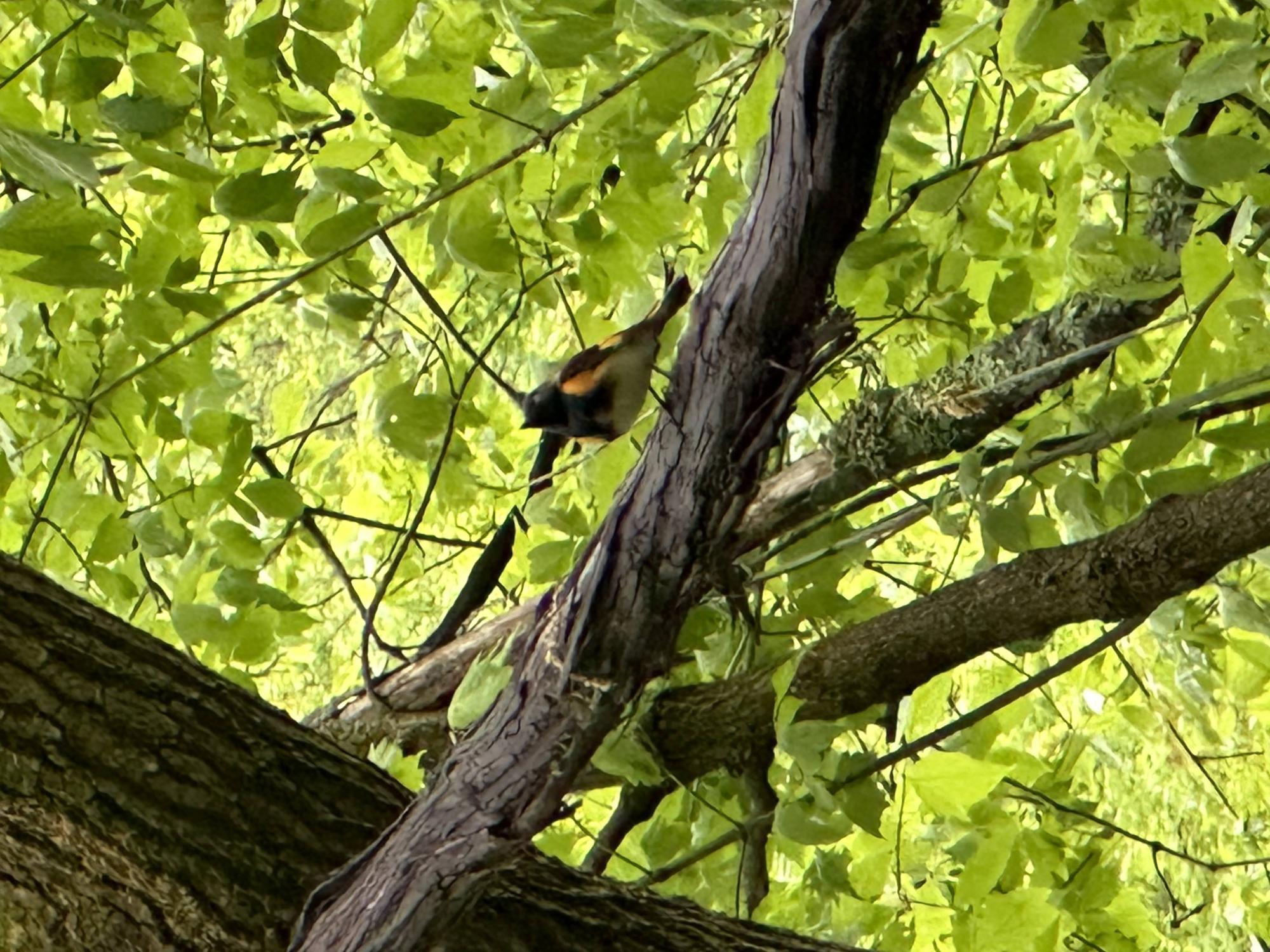 black bird with orange and red markings sitting in a tree