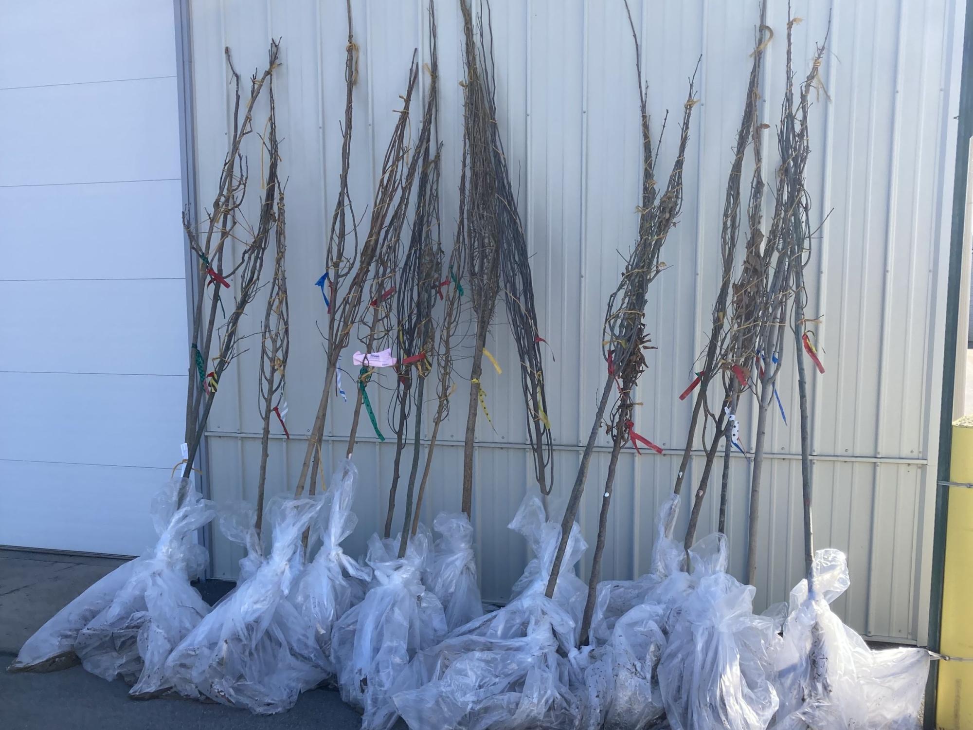 A row of bare-root trees leans against a building