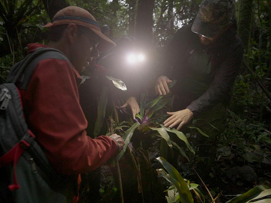 Three people wearing headlamps in a tropical forest
