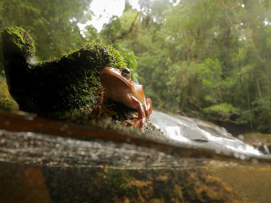 Orange-brown treefrog on the edge of a stream.