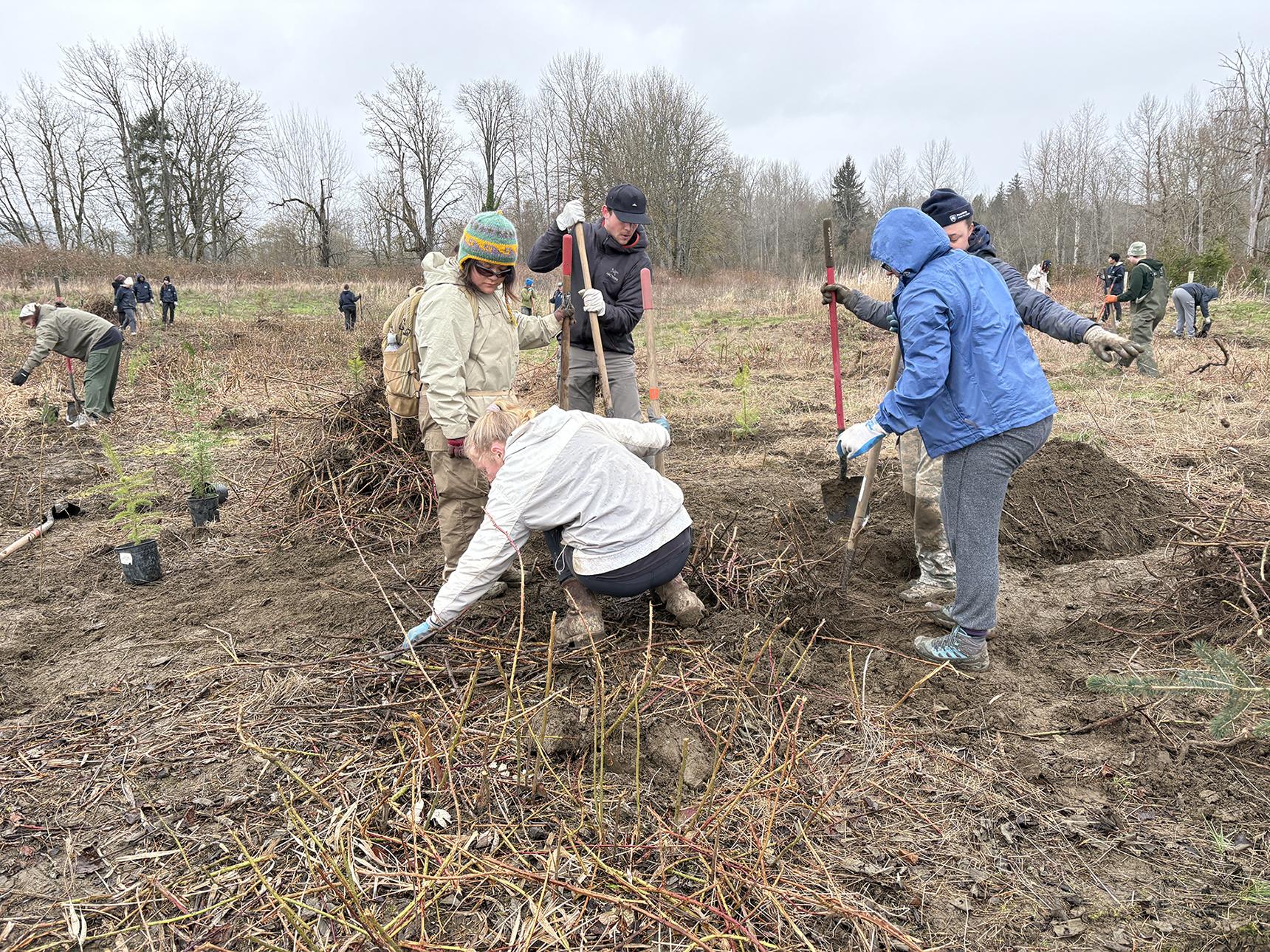 Students use shovels to dig while others squat down to remove invasive roots from the ground