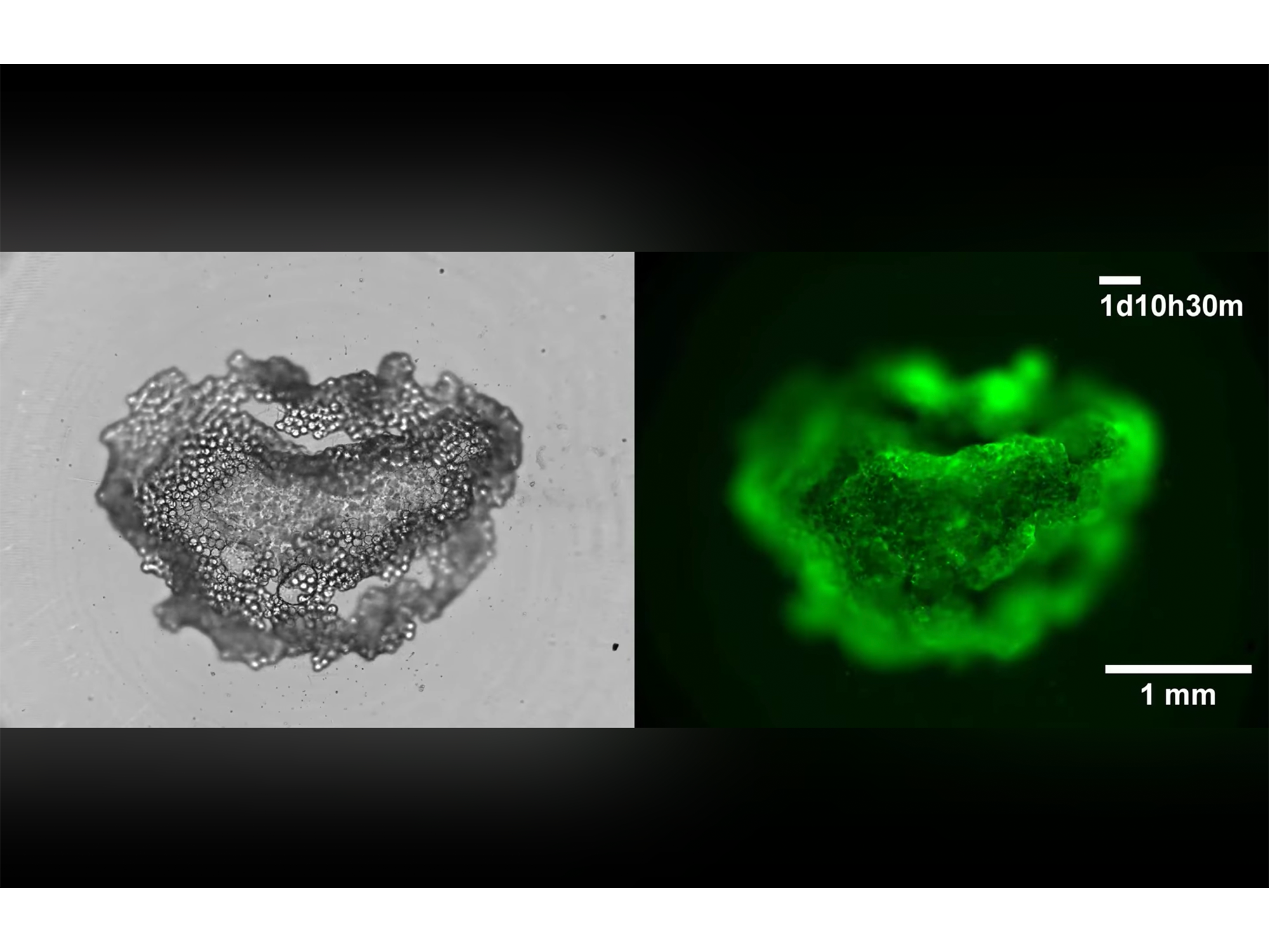  WATCH: Cell ‘snowball’ may be answer to large-scale tissue engineering 