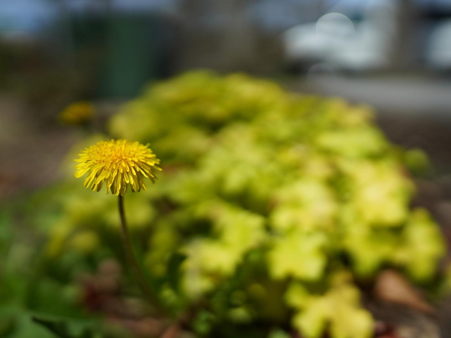 A lone dandelion stands out among other flowers blurred in the background