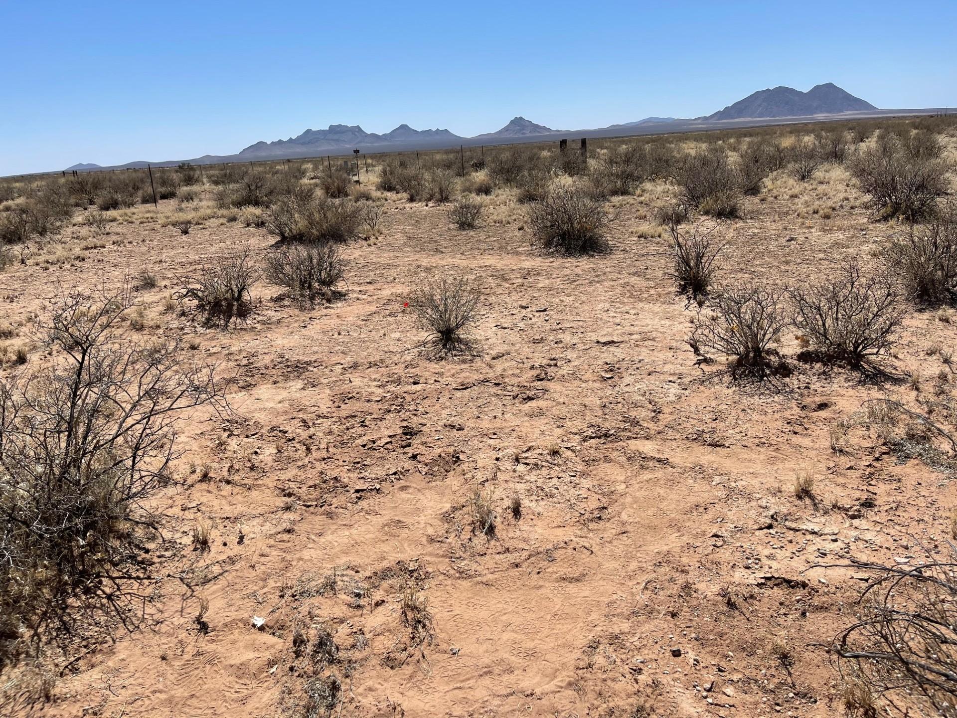 scrubby vegetation