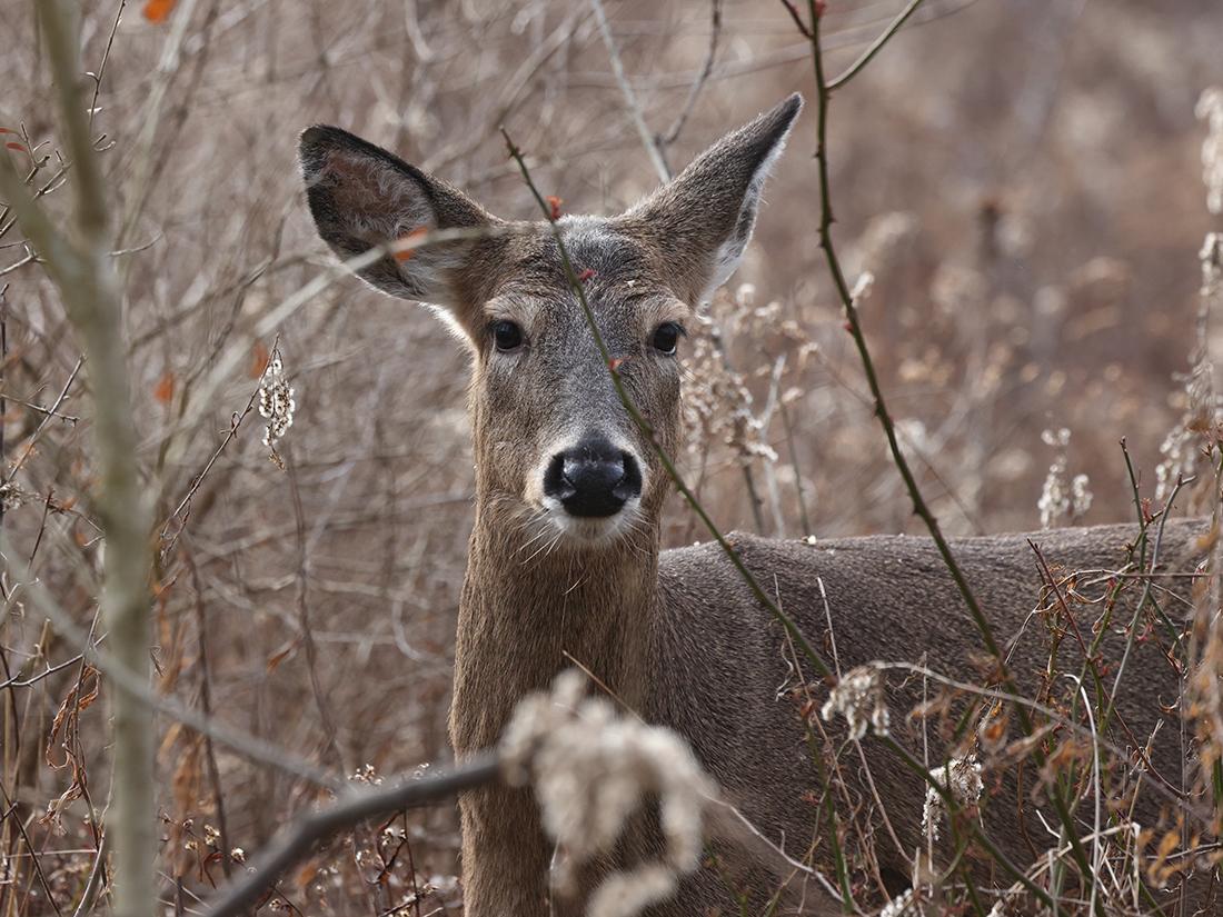 deer image