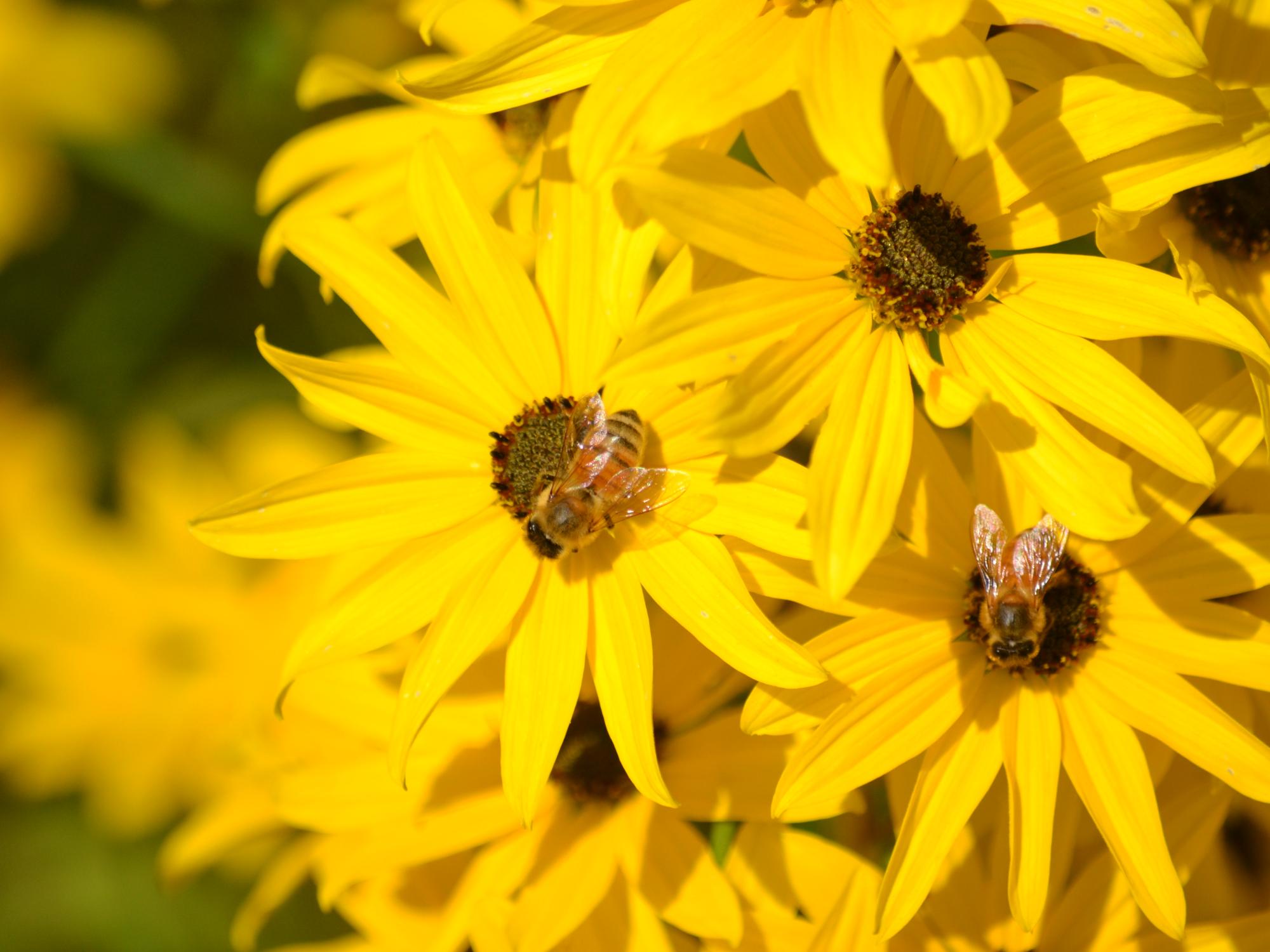 Three honey bees pollinate yellow flowers