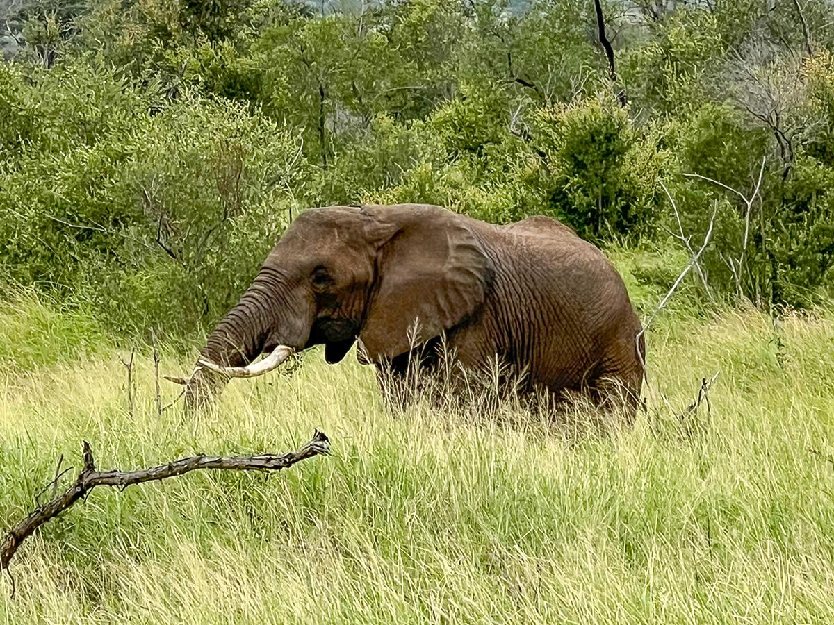 An elephant grazes peacefully in a lush savanna, surrounded by dense greenery. 