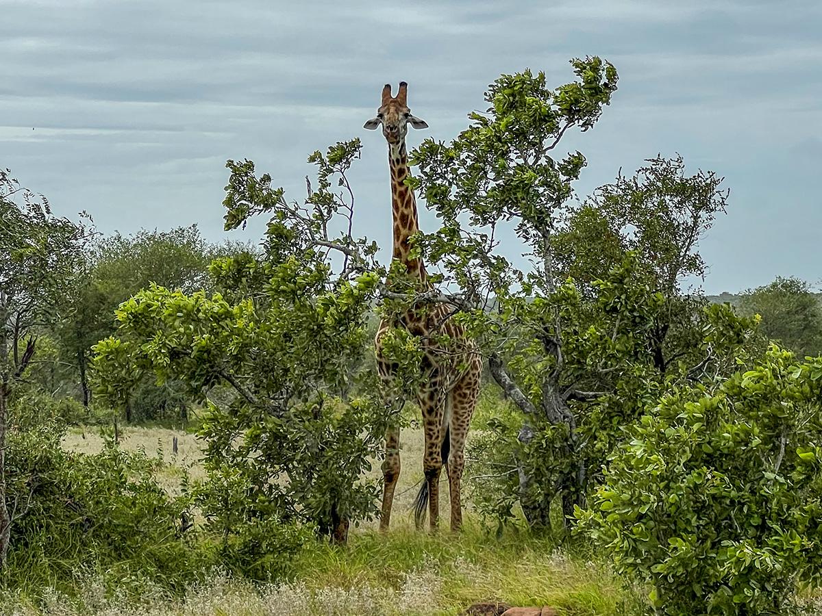 Tall giraffe stands among green bushes and trees in a grassy savannah, looking curiously toward the camera. Overcast sky sets a calm, natural tone.