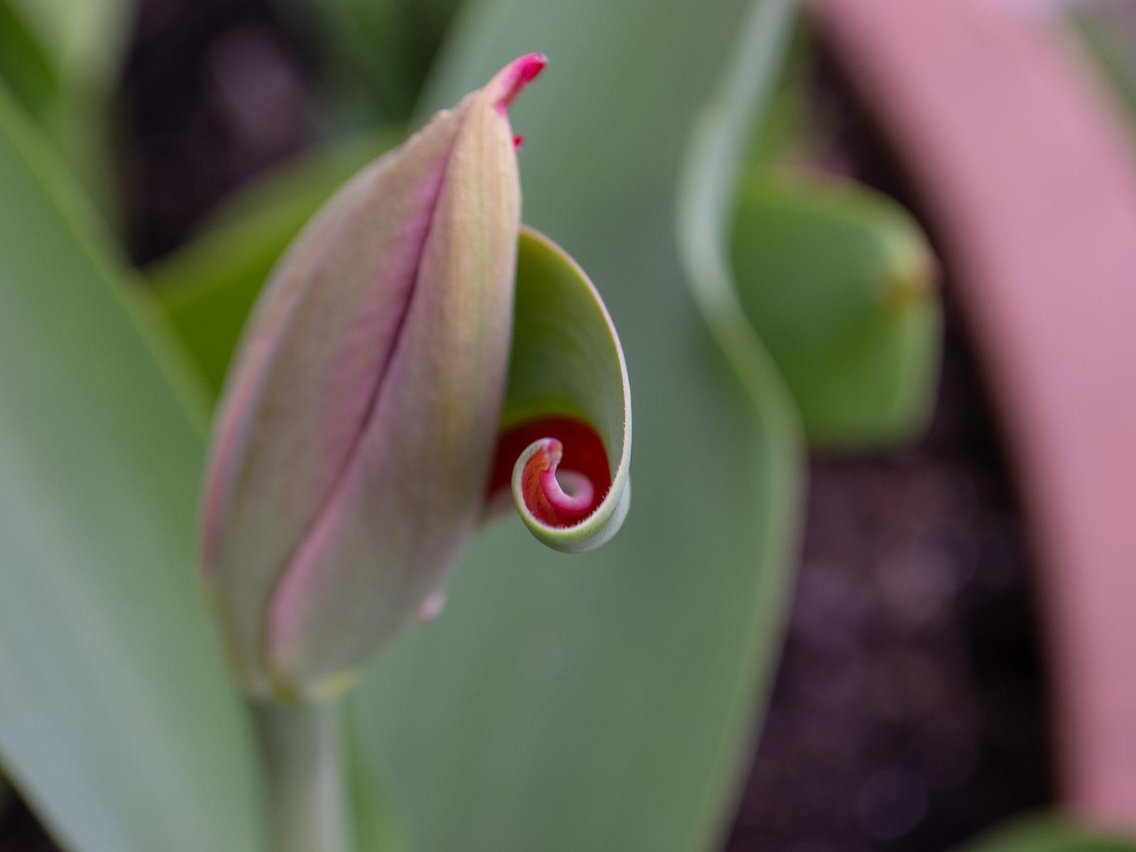A closeup of a flower in bloom