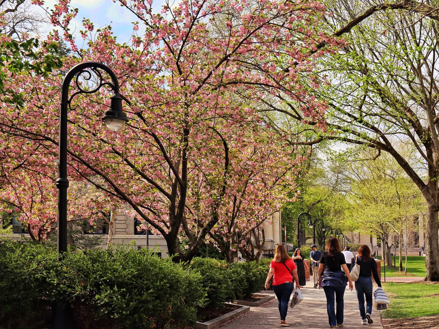 People walk on a sidewalk on a college campus in springtime with trees in bloom