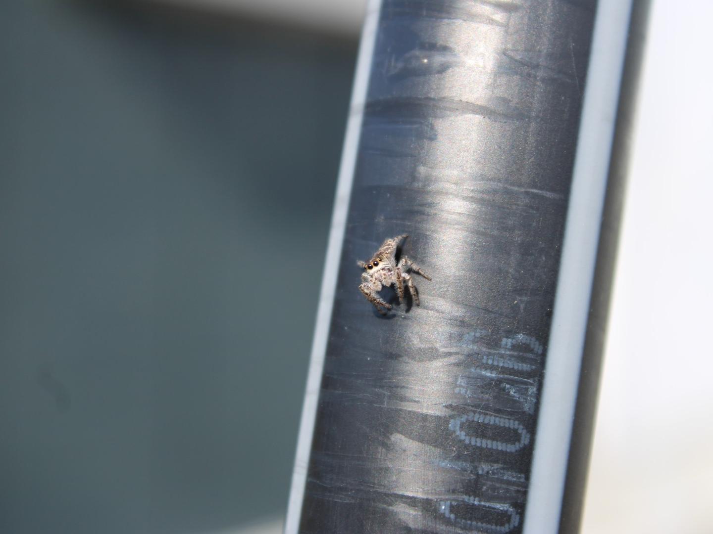 A small spider on a black background