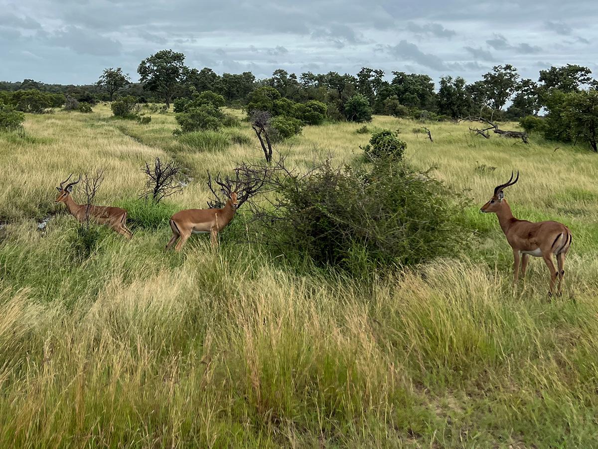 Three impalas with long, curved horns graze in a lush, grassy savanna. Sparse trees dot the landscape under a cloudy sky, evoking tranquility.