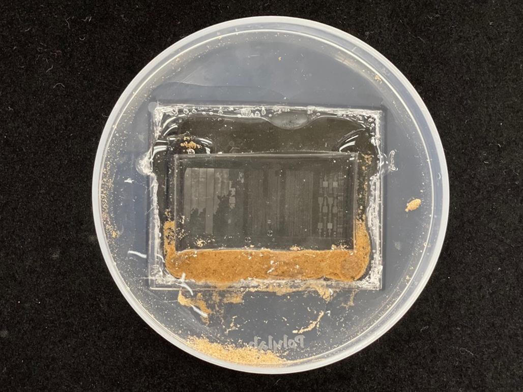 window into microbe activity