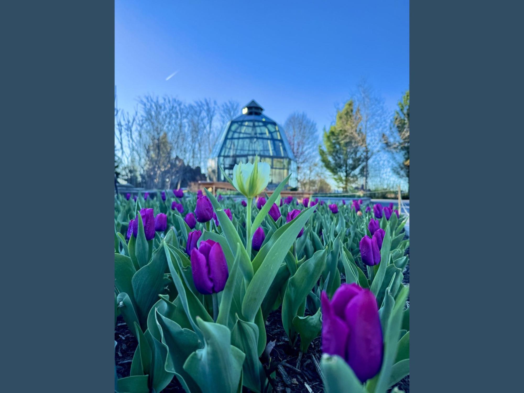 A white tulip stands above a field of purple tulips